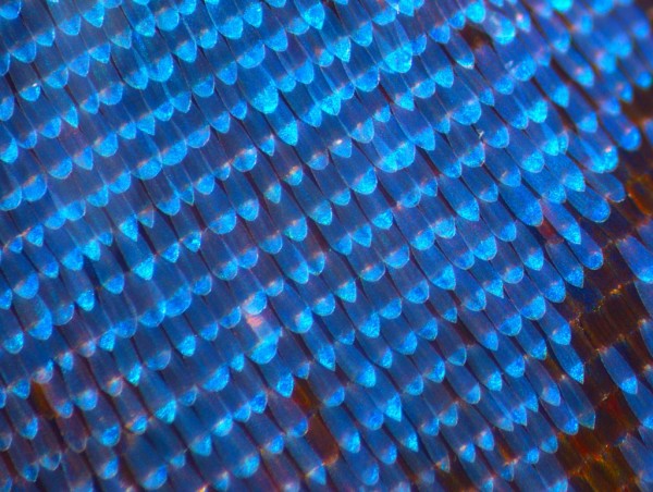 Preview image for Blue Electricity